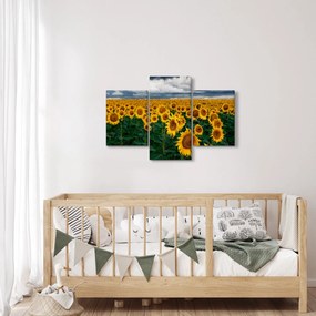 Tablou câmpului de floarea soarelui (90x60 cm)