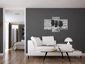 Tablou - Vaci scoțiene (90x60 cm)