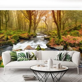 Fototapet River Forest