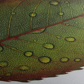 Tablou - Frunze de trandafir (cu ceas) (90x30 cm)