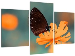 Tablou - fluture pe o floare portocalie (90x60 cm)
