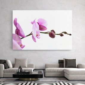 Tablou Canvas, 80x120cm, Dormitor si Living, Flori, Orhidee, Purple Orchid On White