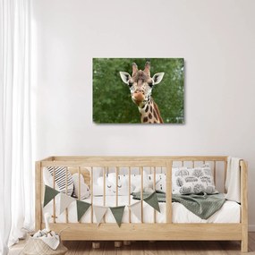 Tablou pe sticlă cu girafa (70x50 cm)