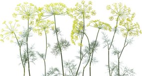 Fototapet, Crown Of Dill, Rebel Walls