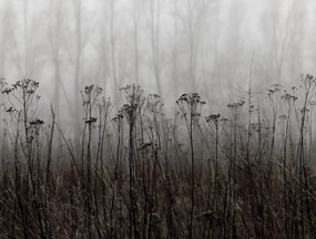 Tapet Autumn Haze, Black &amp; White, Rebel Walls