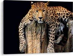 Tablou - Ghepard (70x50 cm)