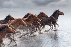 Fotografie Herd of Wild Horses Running in Water, tunart