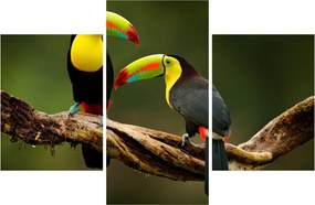 Tablou tucani sezând , Costa Rica (90x60 cm)