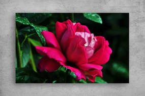 Tablouri Canvas Flori - Trandafirul inflorit
