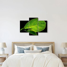 Tablou - frunză verde (90x60 cm)