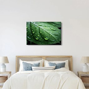 Tablou - Detaliu de frunze după ploaie (90x60 cm)