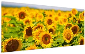 Tablou - Floarea-soarelui (120x50 cm)