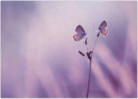 Tablou - Fluturi mov (70x50 cm)