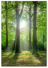 Fotografie imprimată pe sticlă Soare în pădure