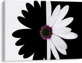 Tablou - Floare, alb- negru (70x50 cm)
