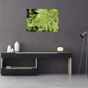 Tablou - Frunză de ferigă (70x50 cm)