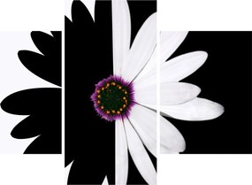 Tablou - Floare, alb- negru (90x60 cm)