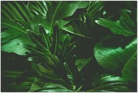 Tablou - Frunze de palmier (90x60 cm)