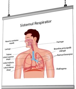 Plansa Sistem Respirator cu sistem de prindere