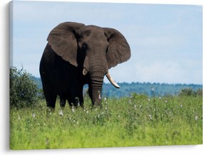 Tablou cu elefant (70x50 cm)