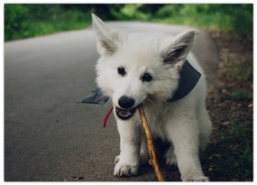 Tablou cu câinele alb (70x50 cm)