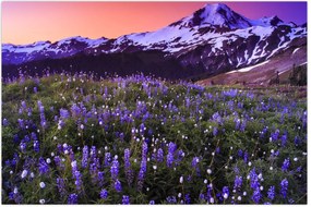 Tablou - Vulcan și flori (90x60 cm)
