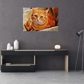 Tablou - Pisica tolenită (90x60 cm)