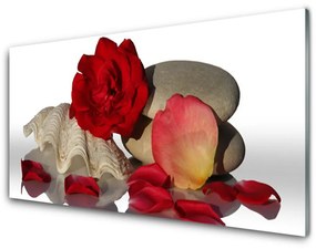 Tablouri acrilice Rose Conch pietre Art Roșu Alb Gri