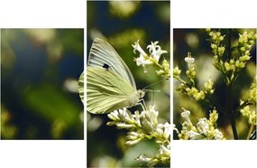Tablou cu fluture (90x60 cm)