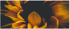 Tablou - Floarea-soarelui în fundal negru (120x50 cm)