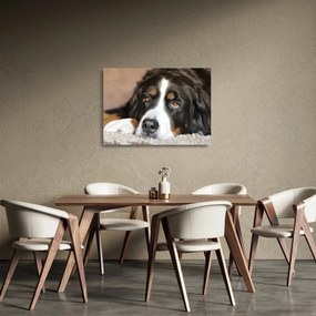 Tablou pe sticlă cu câine (70x50 cm)