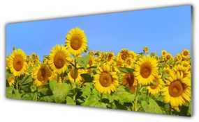 Tablouri acrilice Floarea soarelui Floral Galben Verde