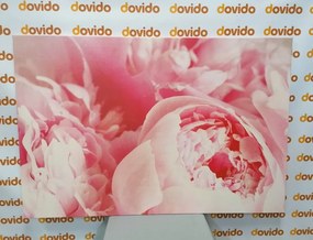 Tablou petale ale florilor