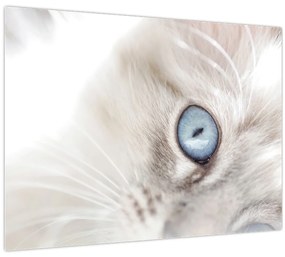 Tablou pe sticlă - Pisica cu ochi albaștri (70x50 cm)