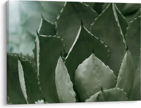 Tablou - Agave verde (70x50 cm)