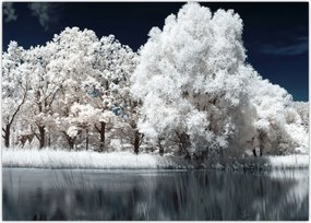 Tablou - Albă ca Zăpada Albă ca Zăpada Copaci (70x50 cm)