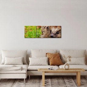 Tablou cu arici (cu ceas) (90x30 cm)