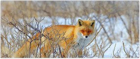 Tablou - Vulpe (120x50 cm)