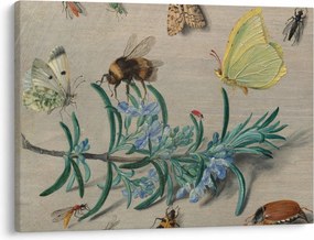 Tablou - Jan van Kessel the Elder, Insects and a Sprig of Rosemary, reproducere (70x50 cm)