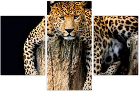 Tablou - Ghepard (90x60 cm)