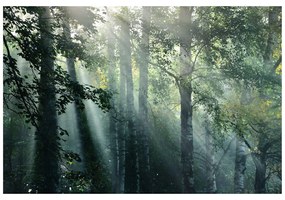 Fototapet razele de soare în pădurea cețoasă