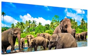 Tablou - Elefanți, Sri Lanka (120x50 cm)