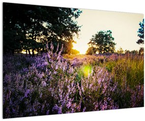 Tablou - Câmp cu lavandă (90x60 cm)