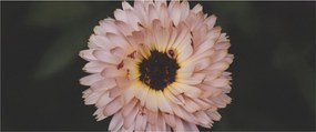Tablou cu floare portocalie (120x50 cm)