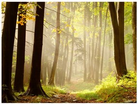 Fototapet - Mysterious forest path