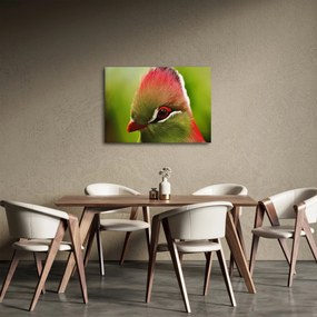 Tablou cu pasărea colorată (70x50 cm)