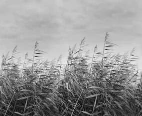 Tapet Dreamy Reed, Black &amp; White, Rebel Walls