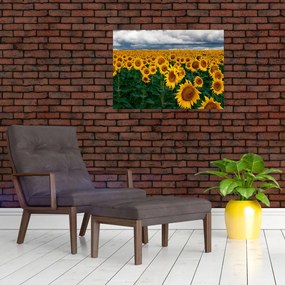 Tablou pe sticlă câmpului de floarea soarelui (70x50 cm)