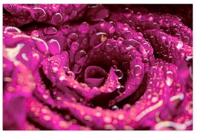 Tabloul cu floarea trandafirului roz (90x60 cm)