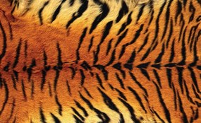 Fototapet - Ornamente de tigru (254x184 cm)